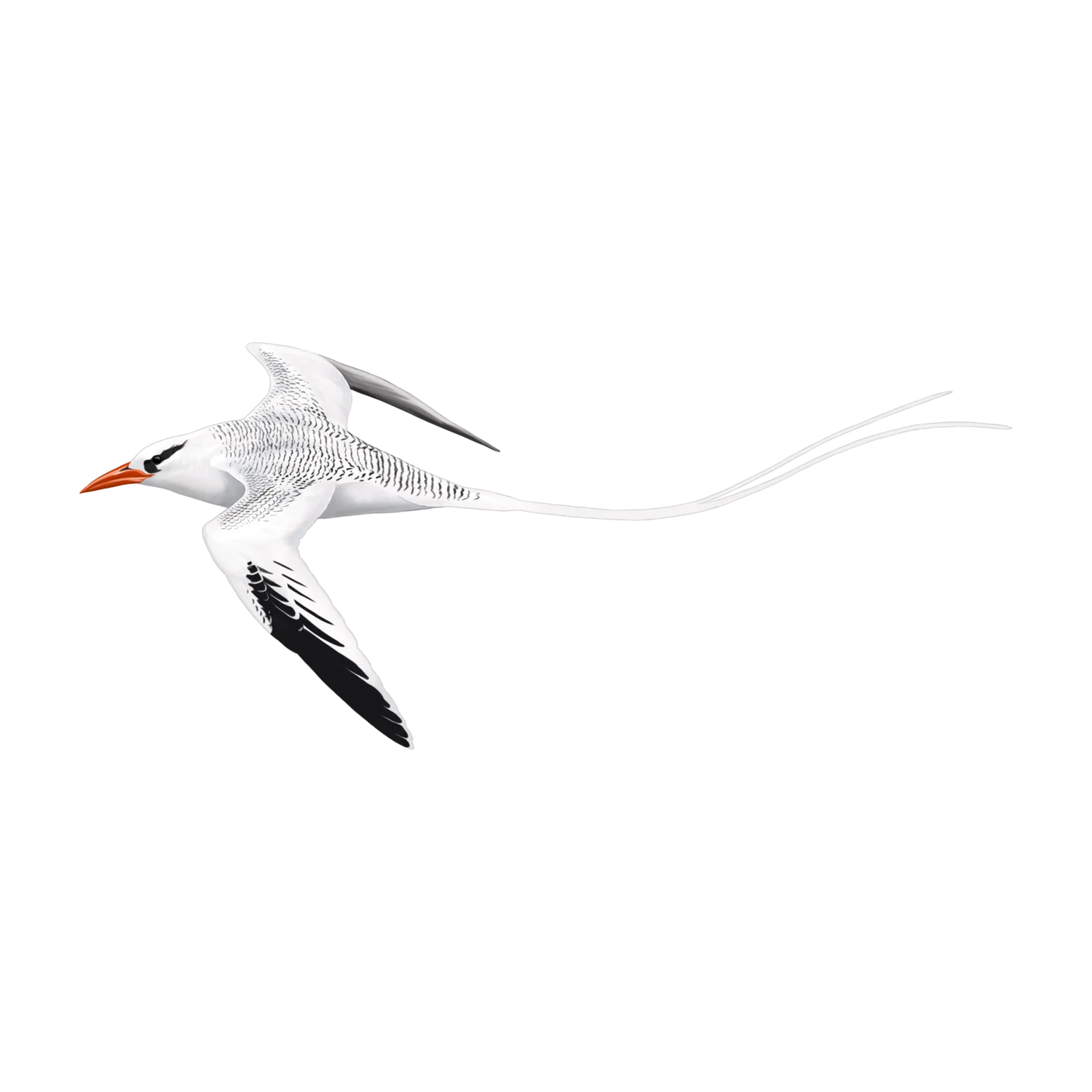 Ilustração da espécie