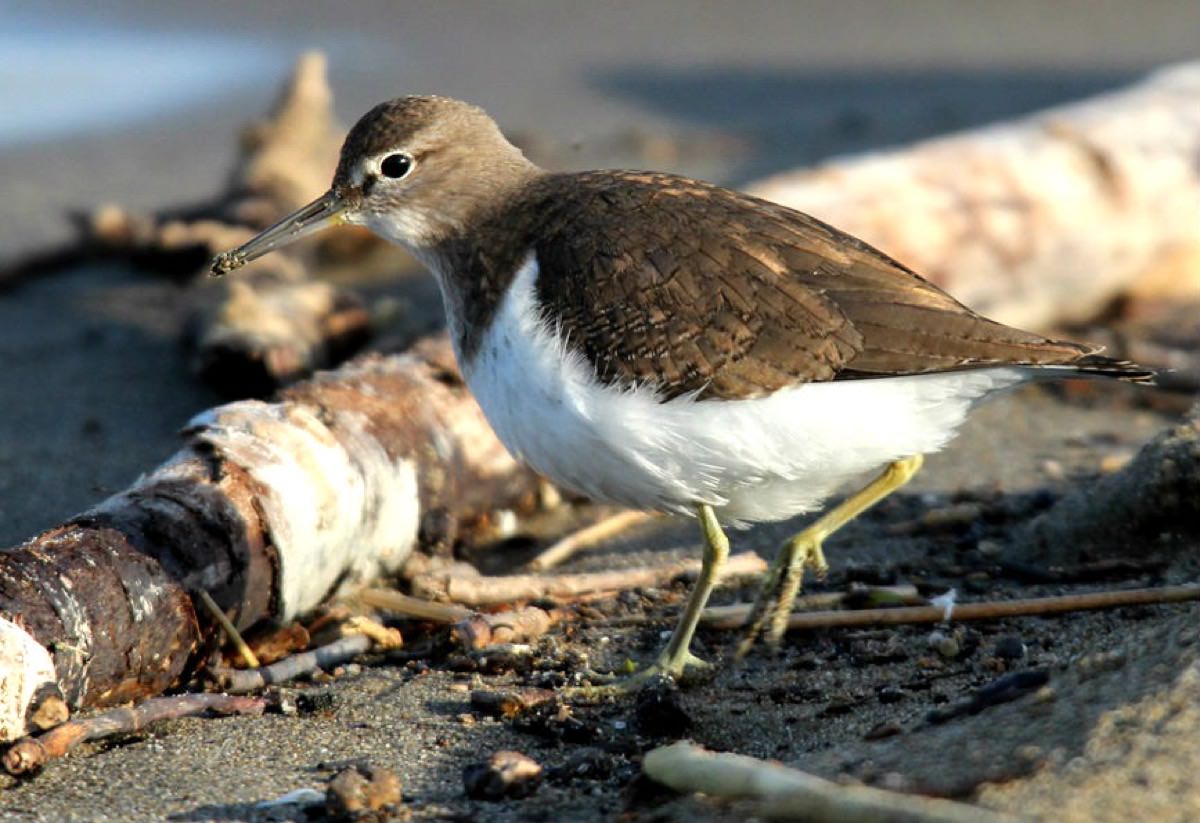 Maçarico-das-rochas a caminhar na areia junto ao mar, com plumagem castanho-acastanhada nas partes superiores e partes inferiores claras.