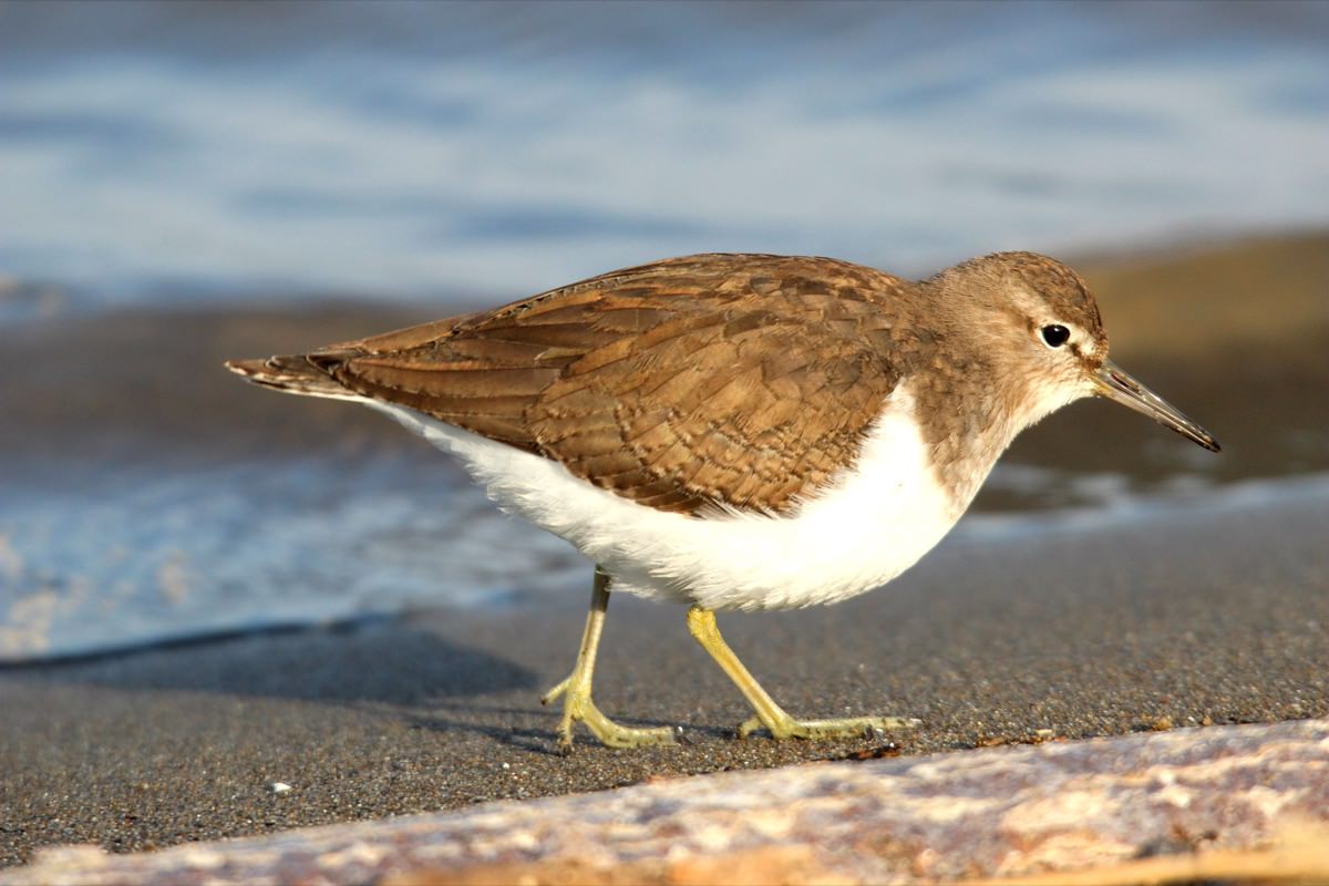 Maçarico-das-rochas a caminhar na areia na zona intertidal, com padrão discreto castanho e branco e postura típica ligeiramente inclinada.