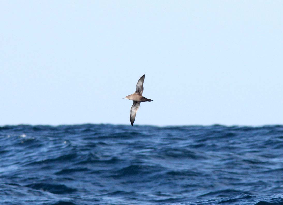 Pardela-preta a voar sobre o mar.
