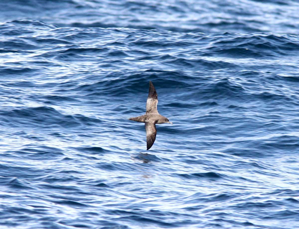 Pardela-preta a voar baixo sobre o mar.