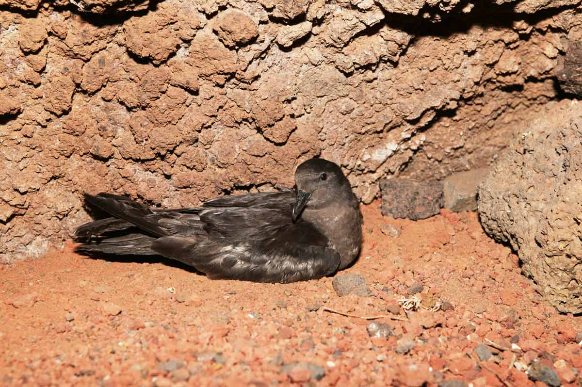 Adulto de alma-negra pousado na colónia.