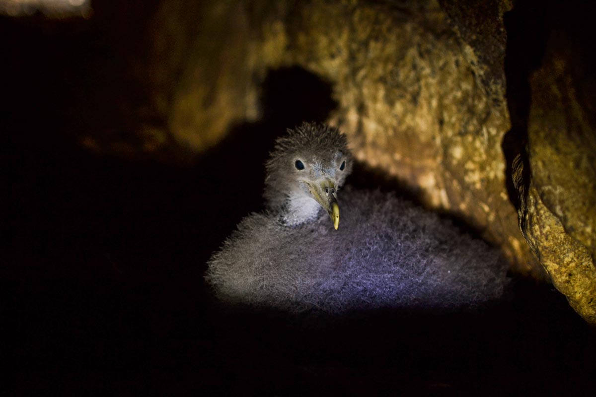 Cria de cagarra no ninho, numa cova, durante a noite.