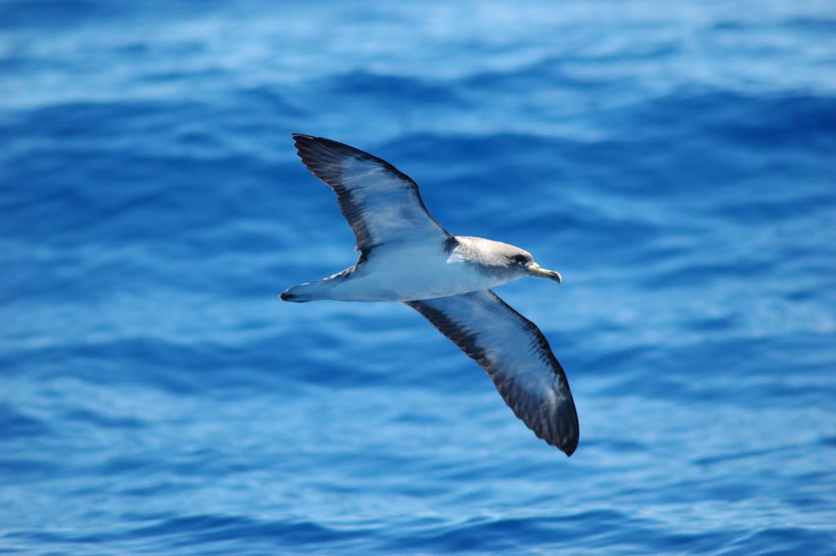 Cagarra a voar sobre o mar, com a face ventral visível.
