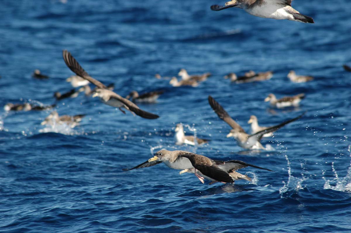 Grupo de cagarras no mar, algumas pousadas e outras a voar.