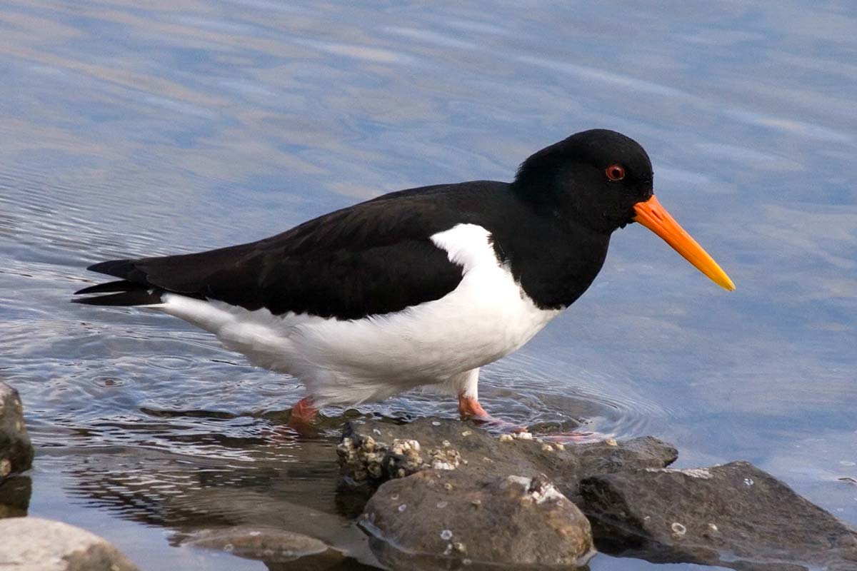 Ostraceiro adulto em plumagem reprodutora, a andar pela água rasa.