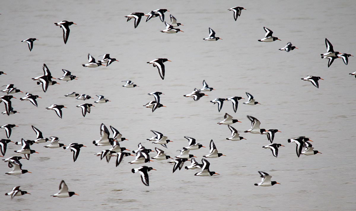 Grupo de ostraceiros em voo sobre a água