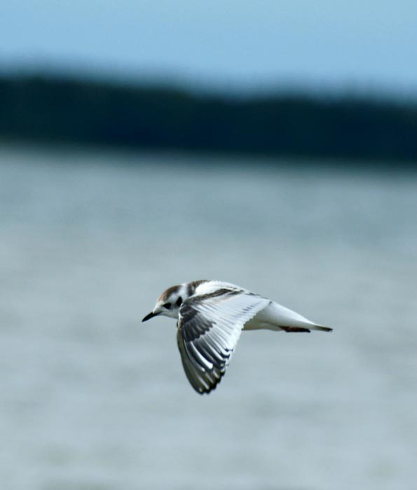 Gaivota-pequena a voar em prospeção sobre o mar