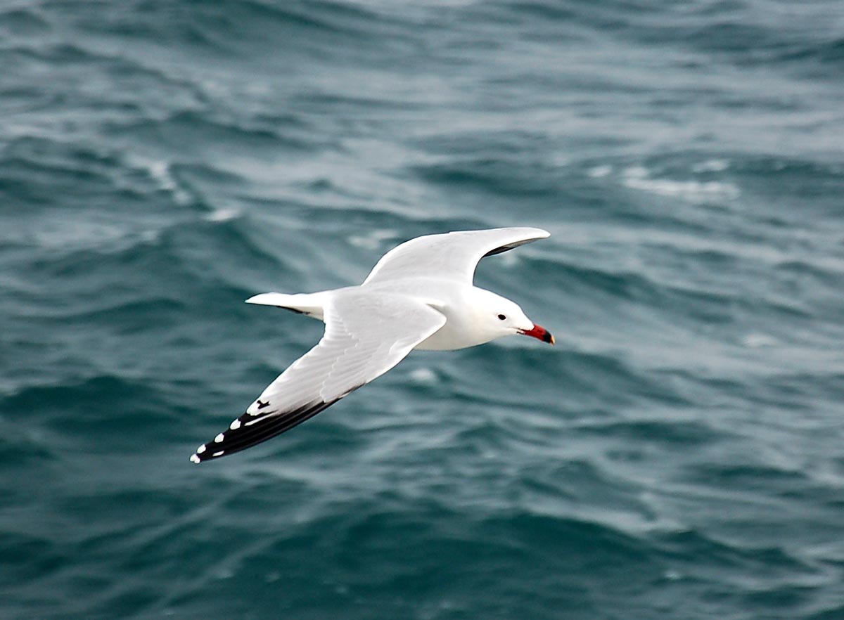 Gaivota-de-Audouin adulta em voo sobre o mar, com bico vermelho-coral e primárias externas pretas.