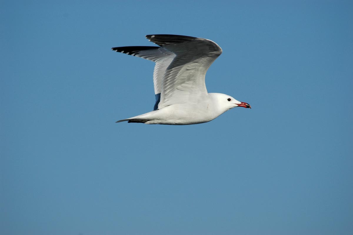 Gaivota-de-Audouin adulta em voo sobre o mar.
