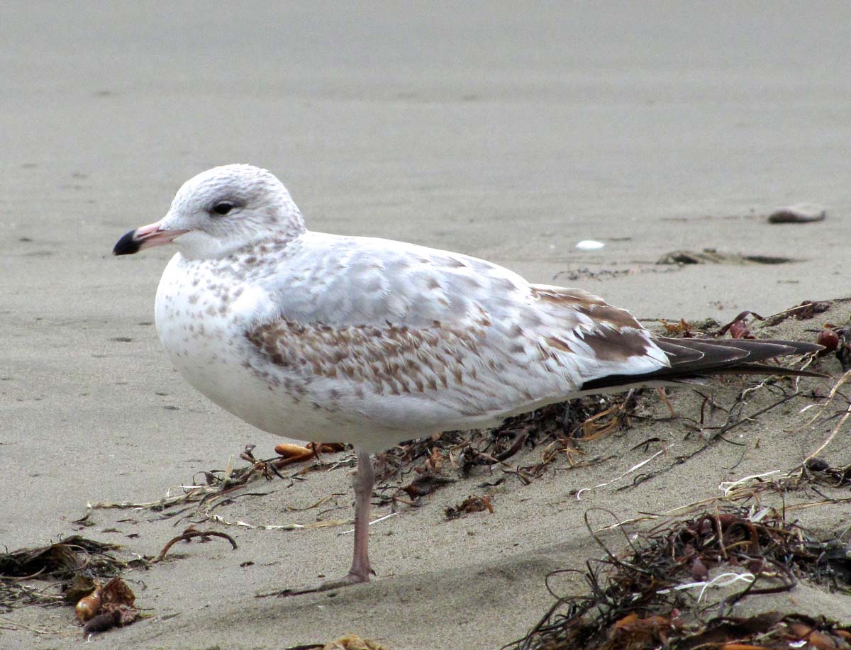 Gaivota-de-bico-riscado imatura pousada na areia, com plumagem castanha