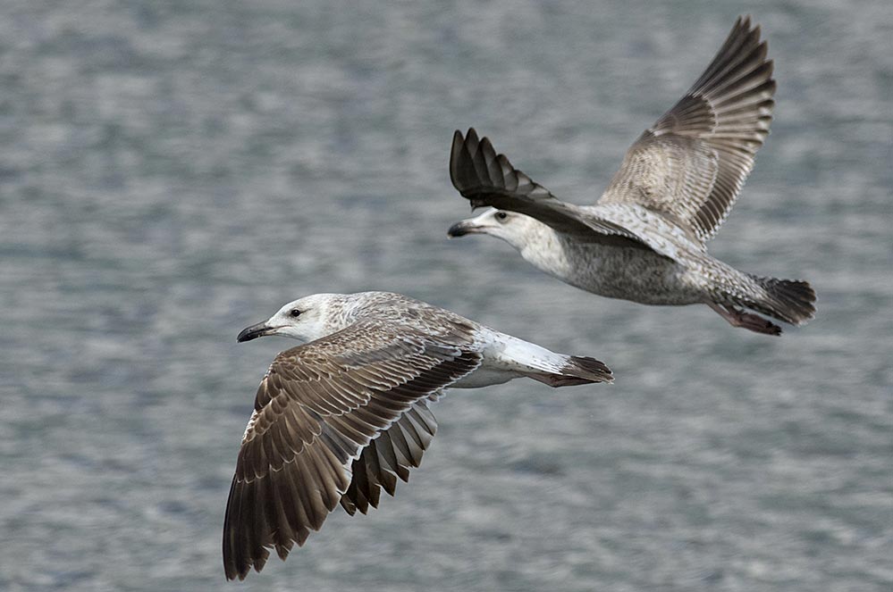 Duas gaivotas-d’asa-escura juvenis em voo sobre o mar.