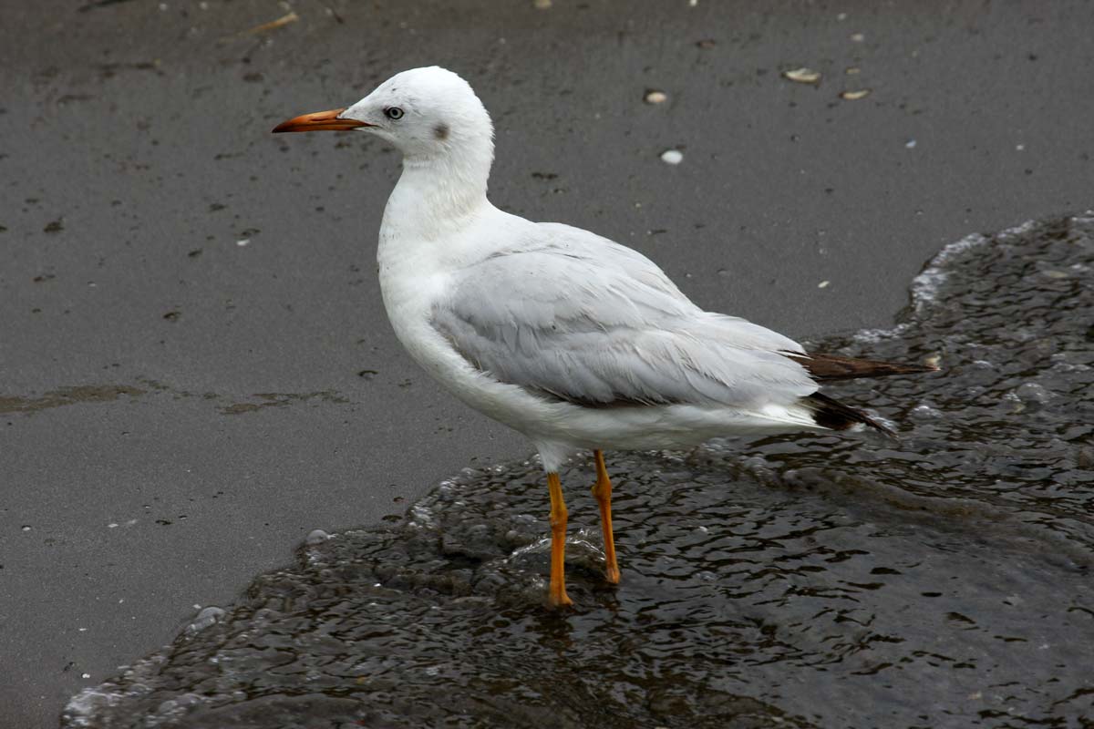 Gaivota-de-bico-fino adulta em plumagem de inverno, pousada na areia junto à água.