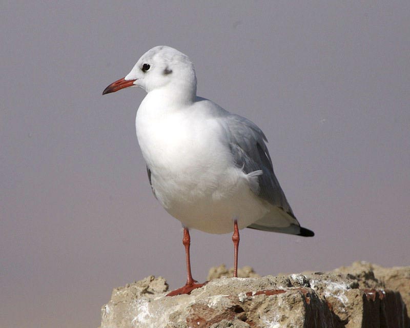 Gaivota-de-bico-fino adulta em plumagem de inverno, pousada numa rocha.