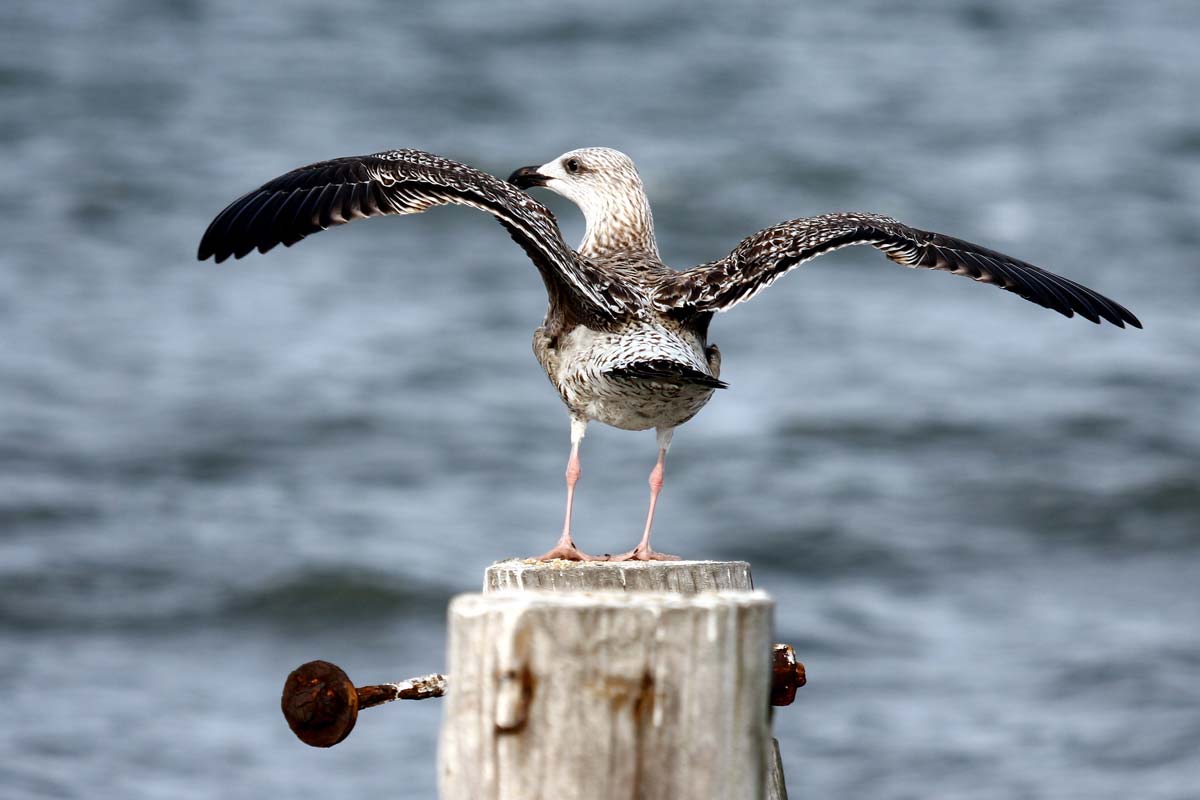 Gaivotão-real imaturo de primeiro ano pousado num poste com asas abertas, com plumagem fortemente manchada castanho-escura e branca