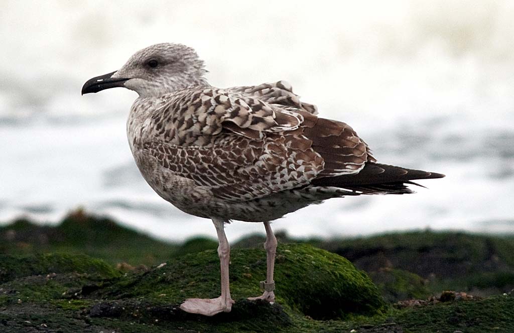 Gaivota-de-patas-amarelas imatura de primeiro ano pousada, plumagem fortemente listada de castanho.