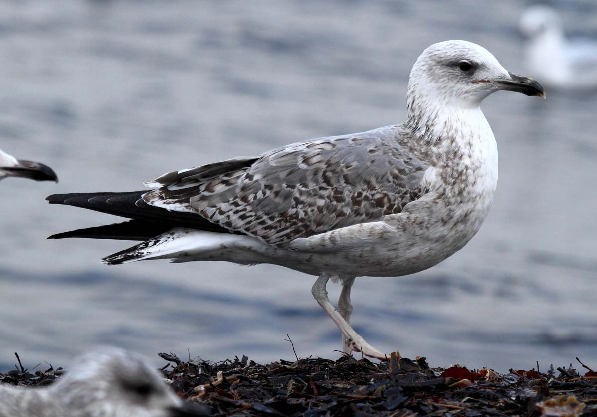 Gaivota-de-patas-amarelas imatura de segundo ano pousada, com algumas penas cinzentas a surgir no manto, ainda com plumagem castanha residual.