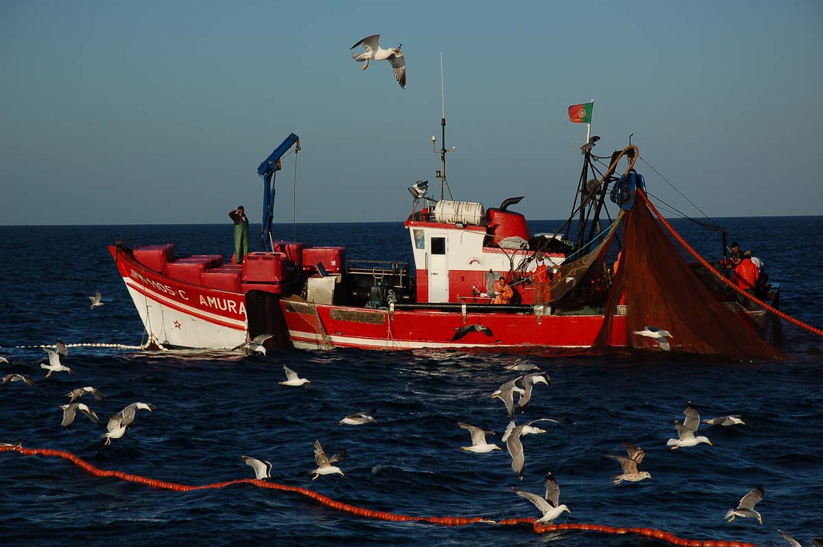 Gaivotas-de-patas-amarelas reunidas à volta de uma embarcação de cerco no mar, a alimentar-se de peixes.