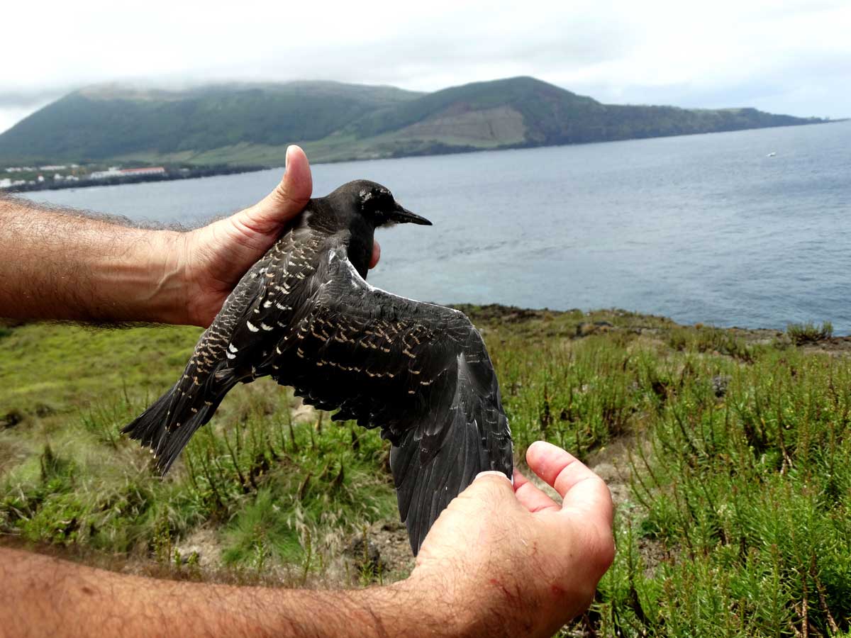 Garajau-de-dorso-preto juvenil na mão, com uma asa aberta, apresentando plumagem uniforme negra com manchas brancas.