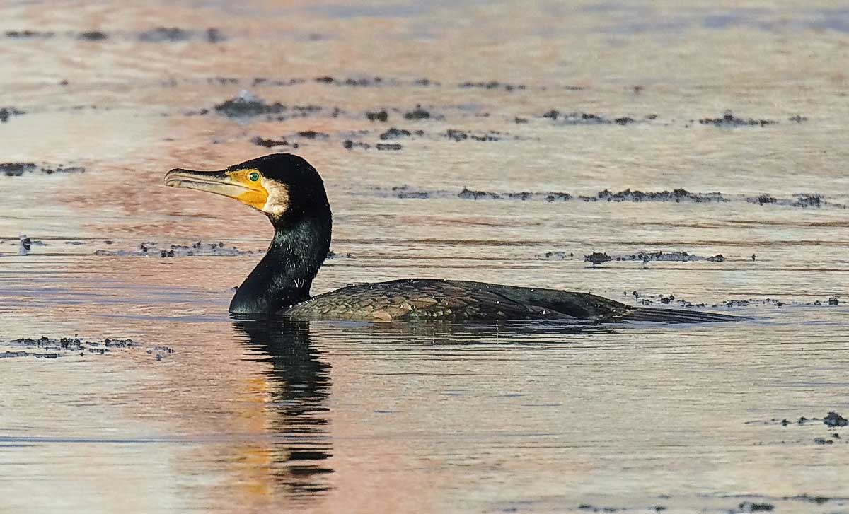 Corvo-marinho na água de um rio.