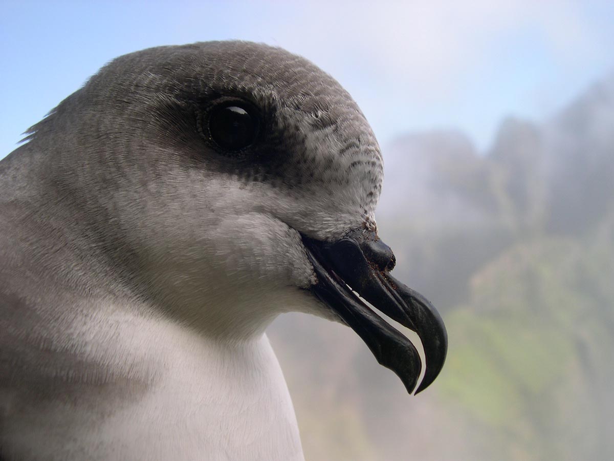 Freira-da-madeira com pormenor da cabeça, tendo ao fundo o maciço montanhoso da Madeira.