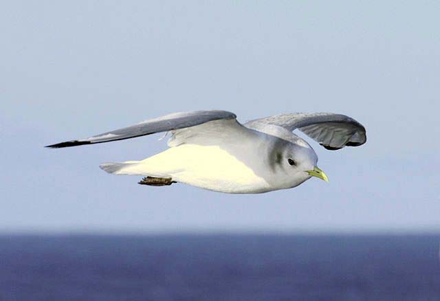 Gaivota-tridáctila adulta em plumagem de não reprodução, em voo sobre o mar, com cabeça branca e mancha escura no ouvido