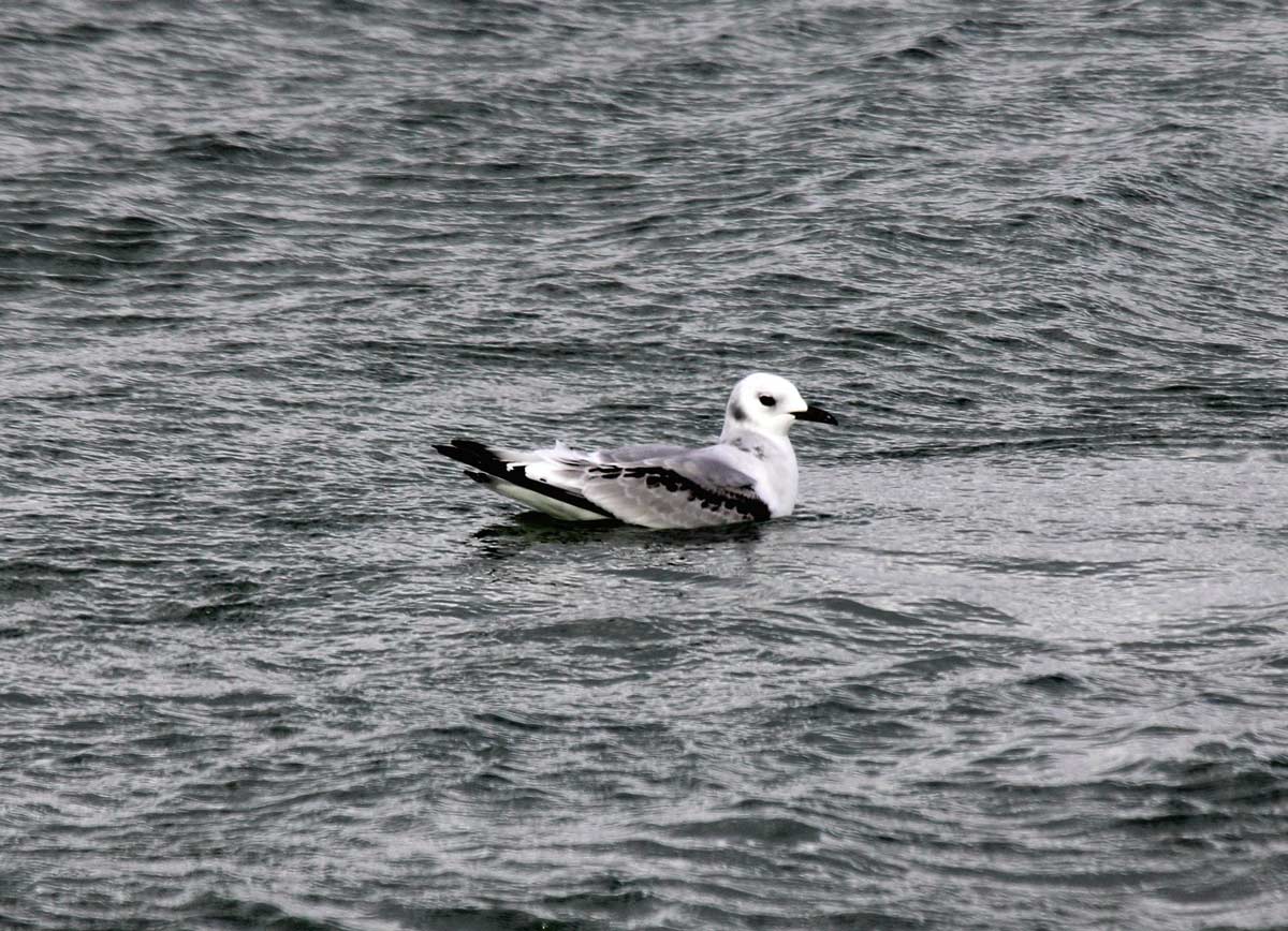 Gaivota-tridáctila imatura pousada na água, com padrão escuro nas asas.