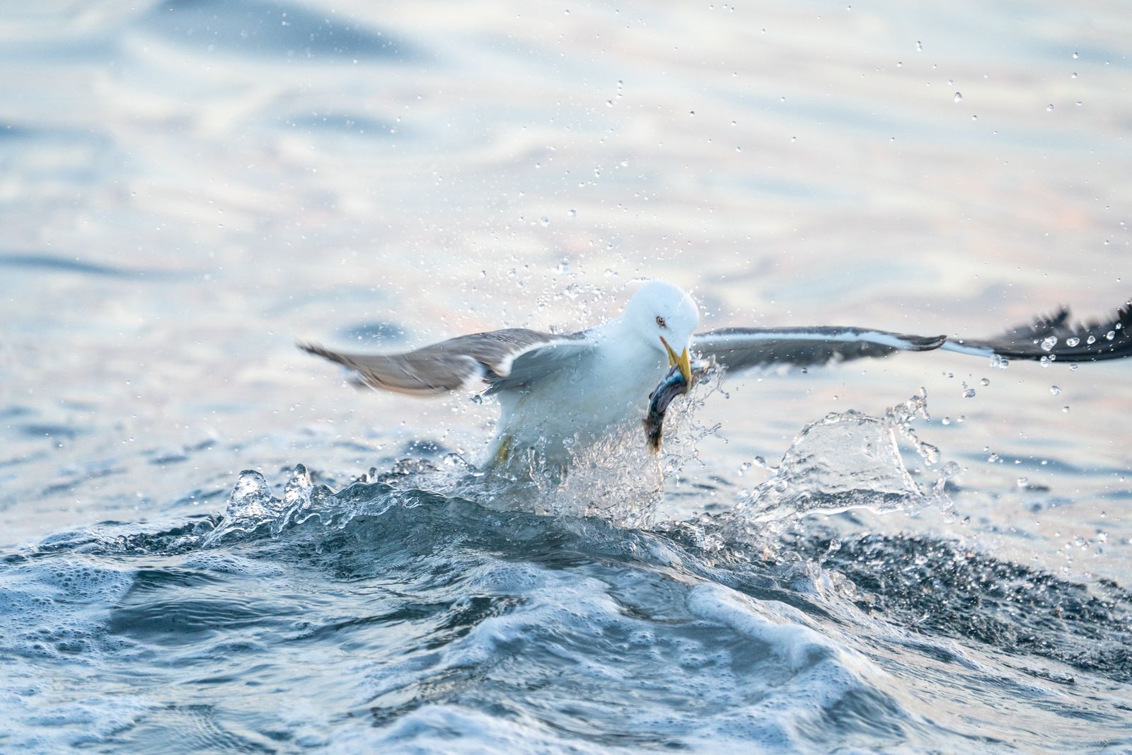 Gaivota-d'asa-escura adulta a sair da água com um peixe no bico.