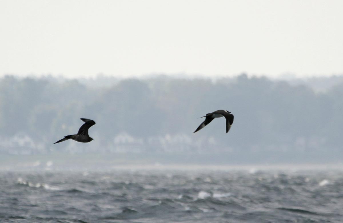 Dois moleiros-pequenos em voo, um adulto e um imaturo, sobre o mar.