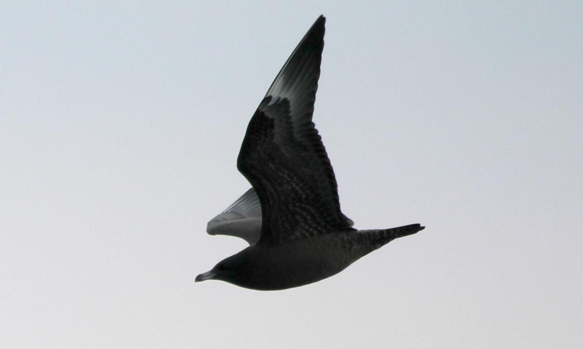 Moleiro-do-Ártico imaturo de fase escura em voo sobre o mar.