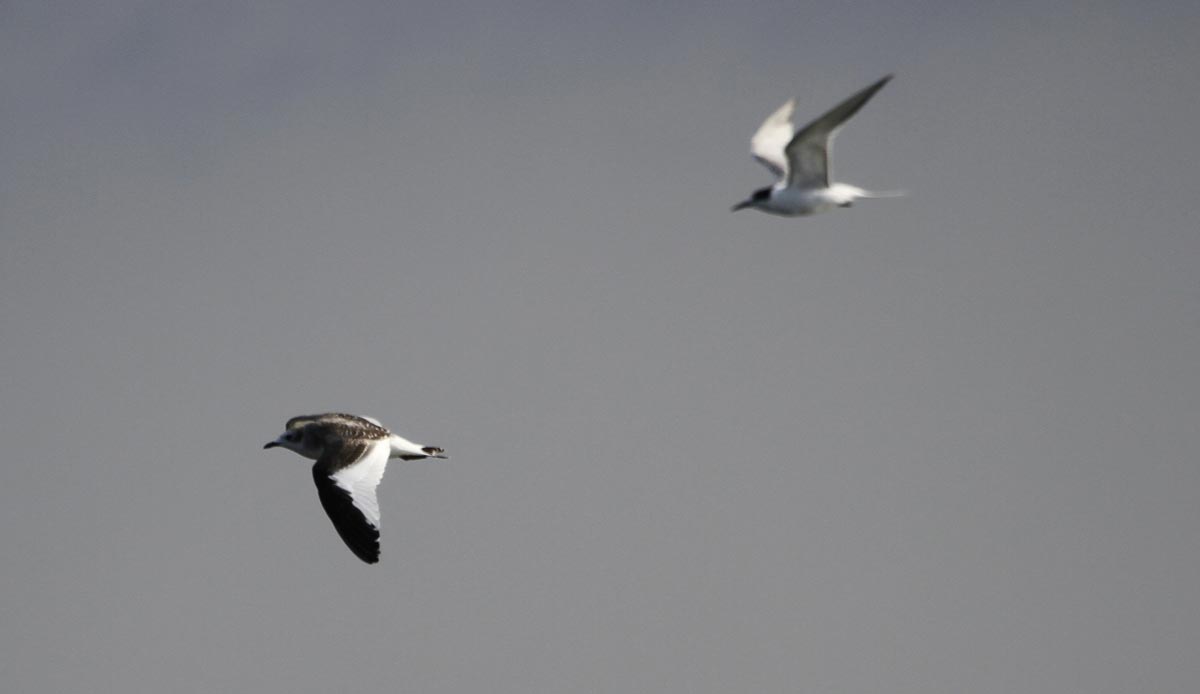 Gaivota-de-Sabine imatura em voo, com um garajau ao fundo.