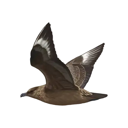 Ilustração Alcaide