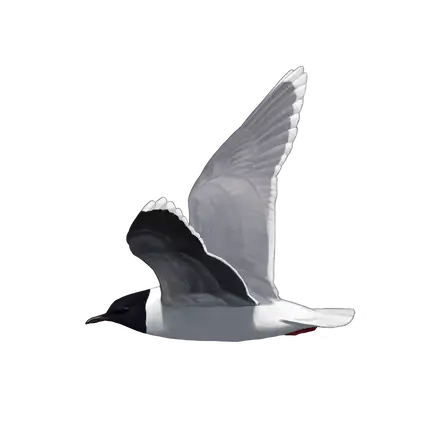 Ilustração Gaivota-pequena