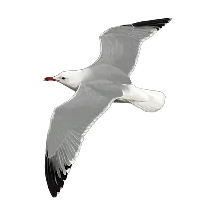 Ilustração Gaivota-de-audouin
