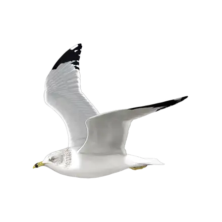 Ilustração Gaivota-de-bico-riscado