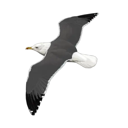 Ilustração Gaivota-d'asa-escura