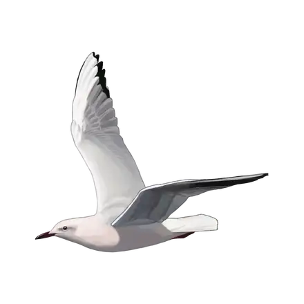 Ilustração Gaivota-de-bico-fino