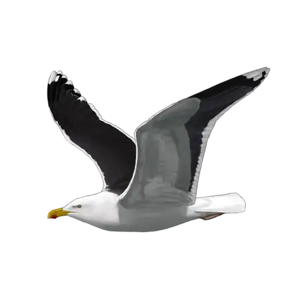 Ilustração Gaivotão-real