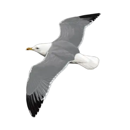 Ilustração Gaivota-de-patas-amarelas