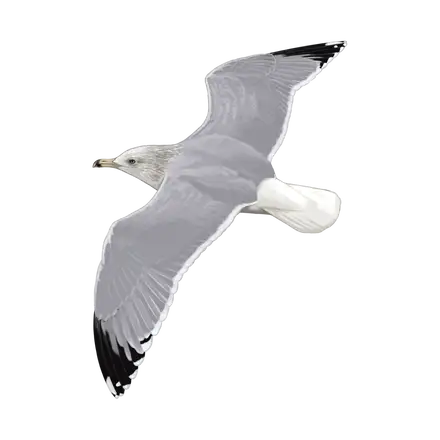 Ilustração Gaivota-prateada-americana