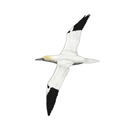 Ilustração Alcatraz