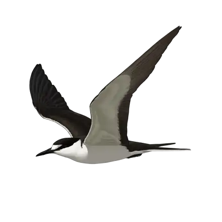 Ilustração Garajau-de-dorso-preto