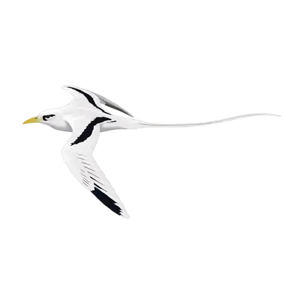 Ilustração Rabijunco-de-bico-amarelo