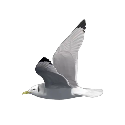 Ilustração Gaivota-tridáctila