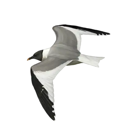 Ilustração Gaivota-de-sabine