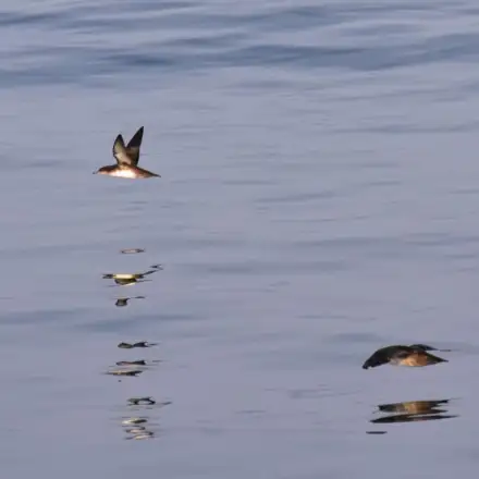 Pardela-balear em voo sobre o mar, com o ventre parcialmente escuro visível.
