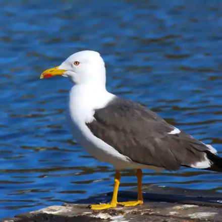 Gaivota-d’asa-escura adulta pousada num porto, com dorso cinzento-escuro, cabeça e partes inferiores brancas, pernas amarelas, bico amarelo com mancha vermelha e pontas das asas escuras.