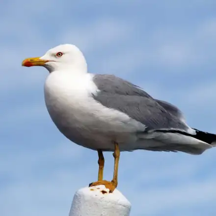 Gaivota-de-patas-amarelas adulta pousada, com patas amarelas vivas, bico amarelo e manto e asas cinzento-médio