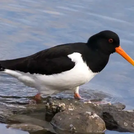 Ostraceiro adulto em plumagem reprodutora, a andar pela água rasa.