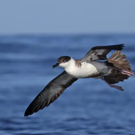 Pardela-de-barrete a voar sobre o mar, com o barrete escuro visível na cabeça.
